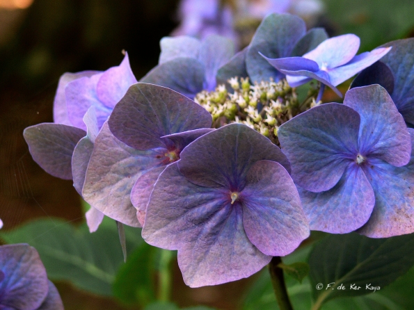 Bois des Moutiers  (94) Summer 2012